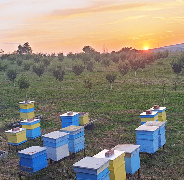 Beekeeping farm Nani